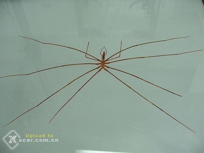 Xz0t_sea_spider.jpg