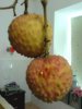 DSC00547.jpg