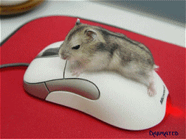 20040425_lsst50322_174932.gif