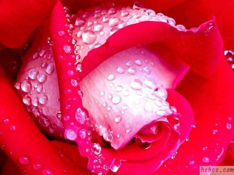 ROSE018.JPG
