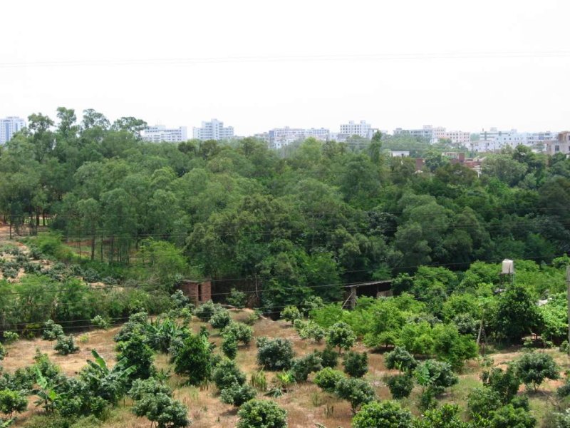 家门口的山.JPG