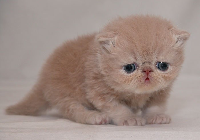 猫4.jpg