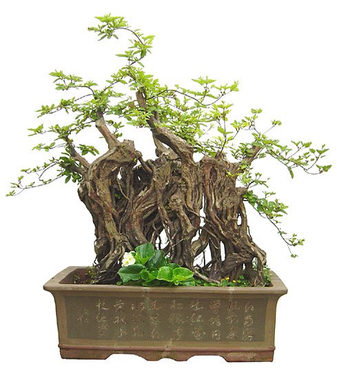花010.jpg