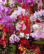 orchid.gif